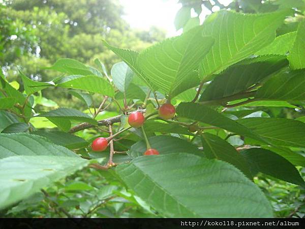 103.3.22 新竹公園-櫻花果.JPG