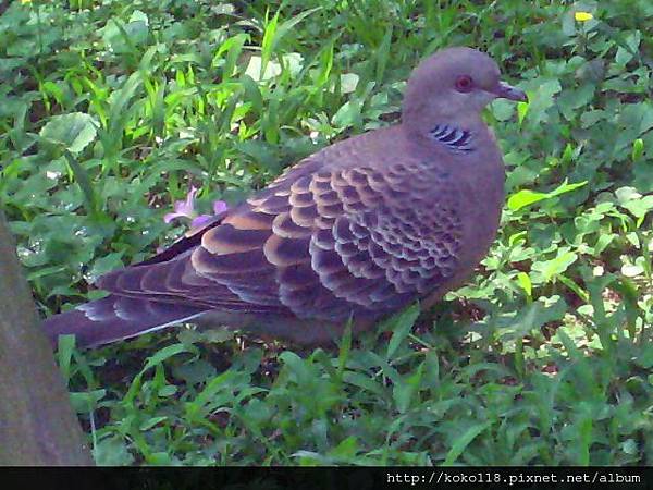 103.3.29 新竹公園-金背鳩.JPG