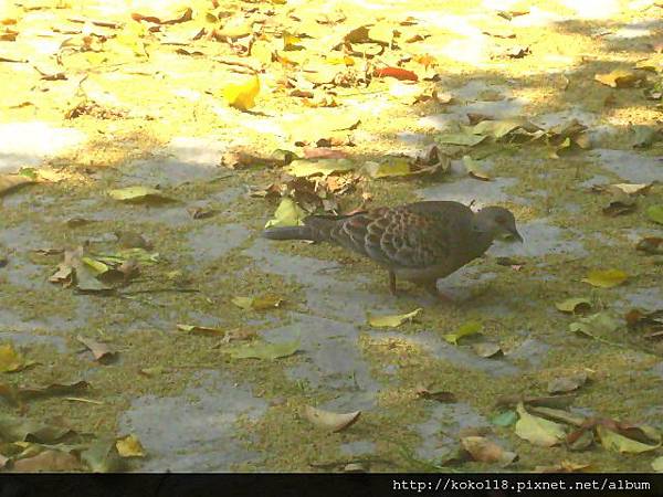 103.3.29 新竹公園-金背鳩1.JPG