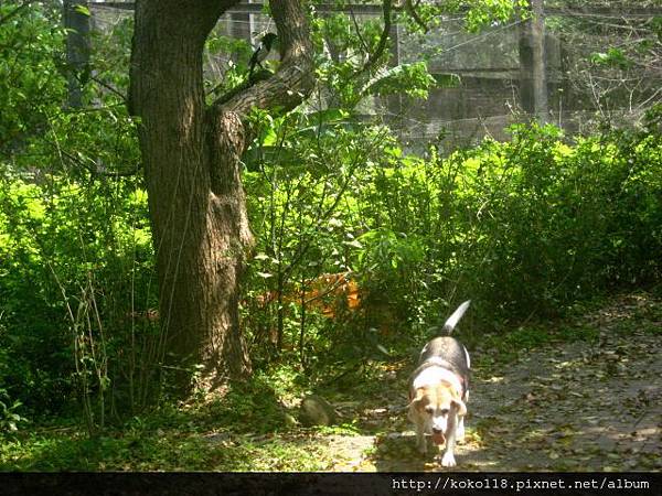 103.3.29 新竹公園-喜鵲與米格魯.JPG