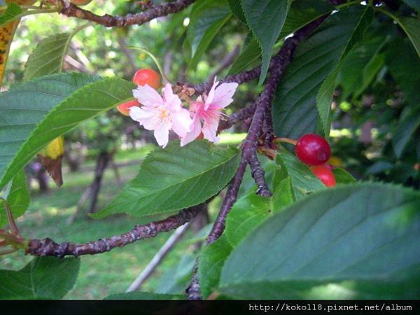 103.3.29 新竹公園-櫻花果與櫻花.JPG