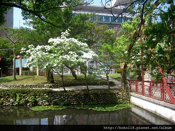 103.3.30 護城河二二八公園-流蘇14.JPG