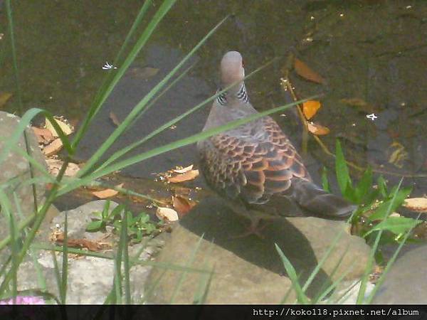 103.4.12 二二八公園-金背鳩.JPG