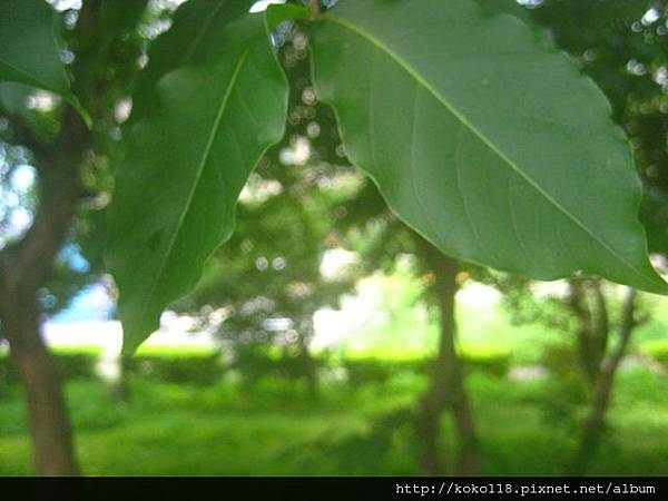 103.4.27 新竹公園-九芎(葉).JPG