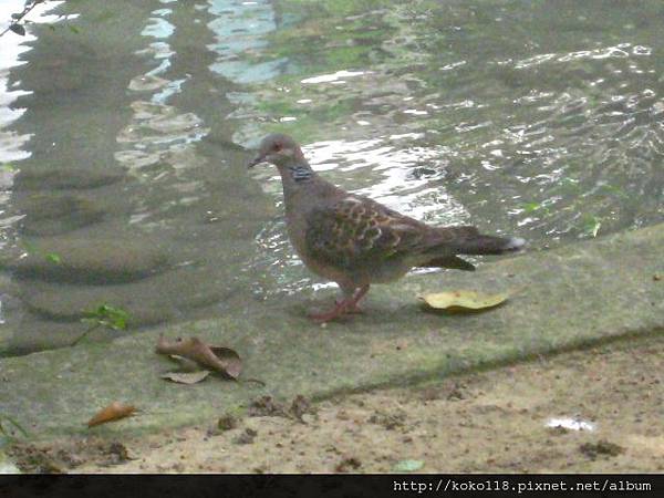 103.5.31 護城河-金背鳩.JPG