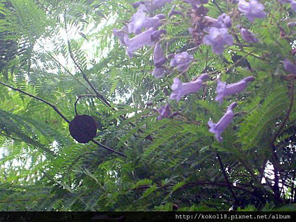 103.8.30 新竹公園-藍花楹.JPG