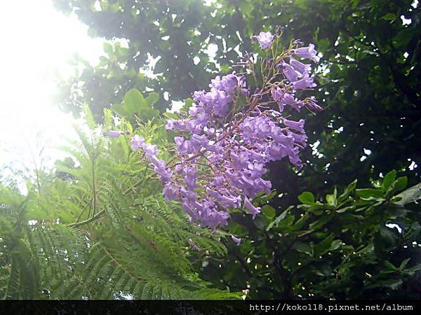 103.8.30 新竹公園-藍花楹1.JPG