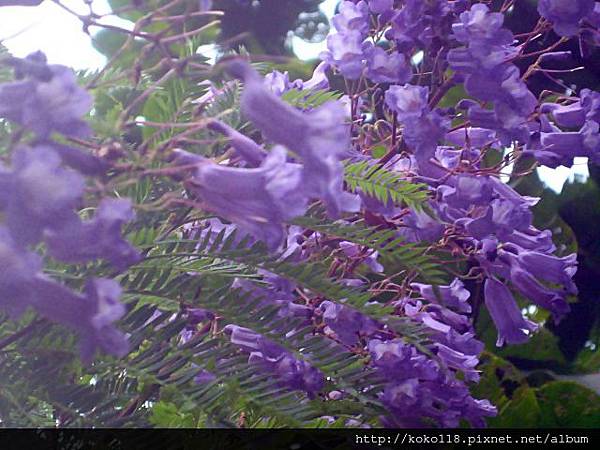 103.8.30 新竹公園-藍花楹2.JPG