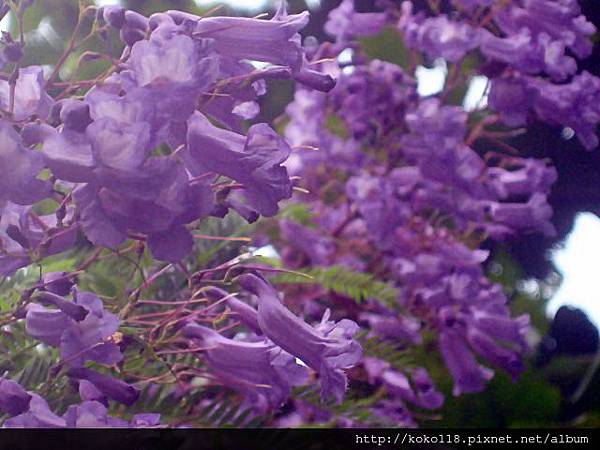 103.8.30 新竹公園-藍花楹3.JPG