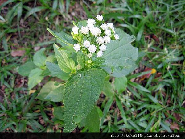 103.11.23 新竹公園-白花霍香薊.JPG