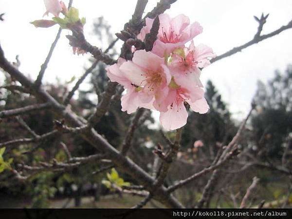 103.11.30 新竹公園-櫻花1.JPG