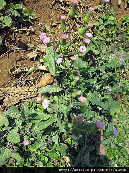 103.12.7 新竹公園-紫背草.JPG