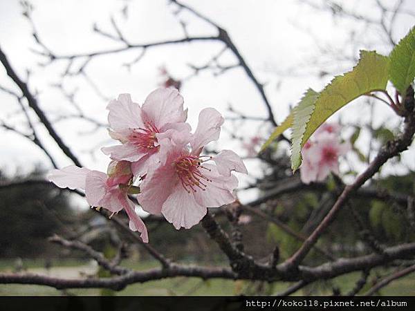 103.12.14 新竹公園-櫻花3.JPG