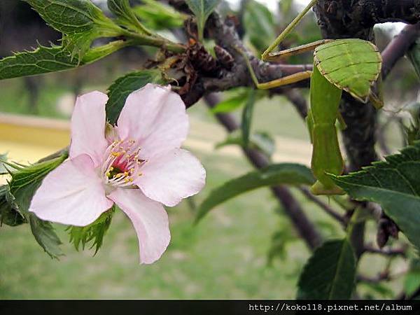 103.12.14 新竹公園-櫻花, 寬腹螳螂2.JPG