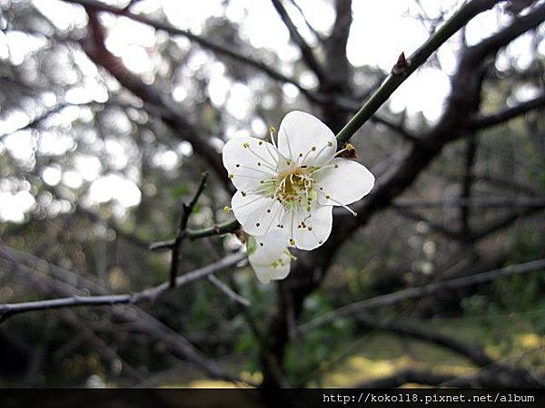 104.1.4 清華大學梅園-梅花5.JPG