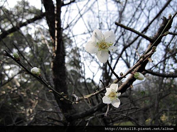 104.1.4 清華大學梅園-梅花26.JPG