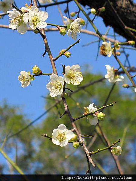 104.1.4 清華大學梅園-梅花42.JPG