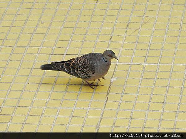 104.1.25 新竹公園-金背鳩.JPG