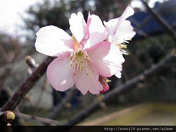 104.1.25 新竹公園-櫻花28.JPG