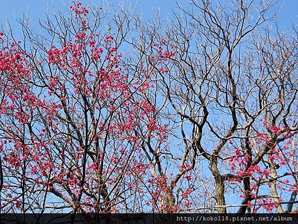 104.2.1 新竹公園-山櫻花5.JPG