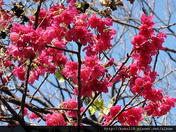 104.2.1 新竹公園-山櫻花7.JPG