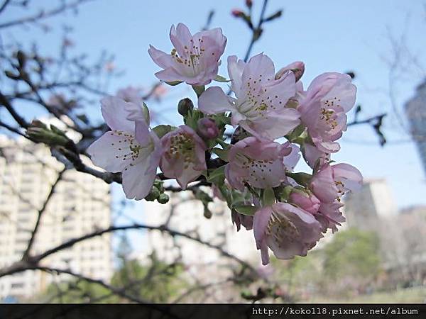 104.2.1 新竹公園-河津櫻8.JPG