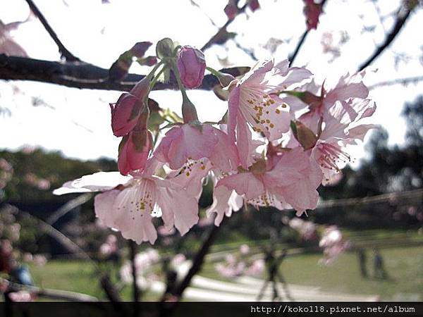 104.2.1 新竹公園-河津櫻16.JPG