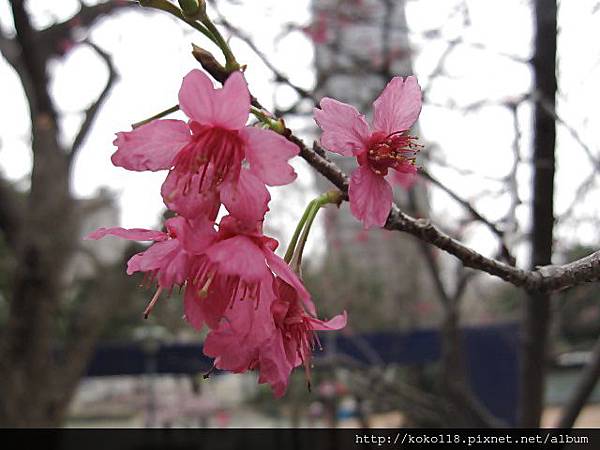 104.2.8 新竹公園-櫻花1.JPG