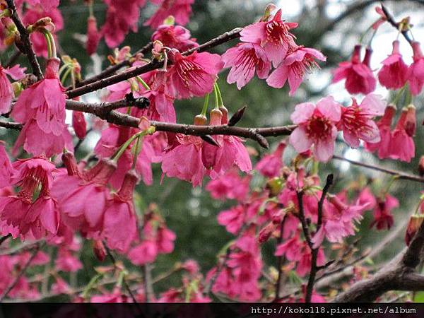 104.2.8 新竹公園-櫻花3.JPG