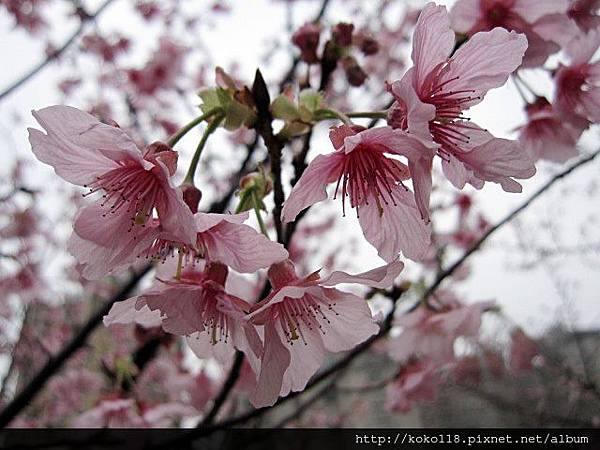 104.2.8 新竹公園-櫻花12.JPG