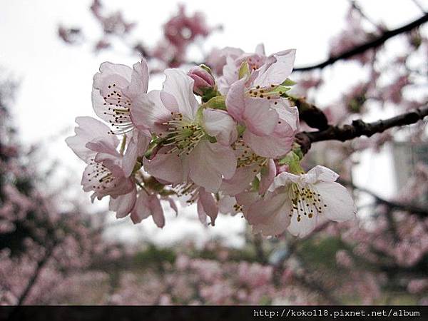 104.2.8 新竹公園-櫻花18.JPG