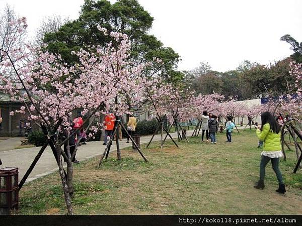 104.2.8 新竹公園-櫻花27.JPG