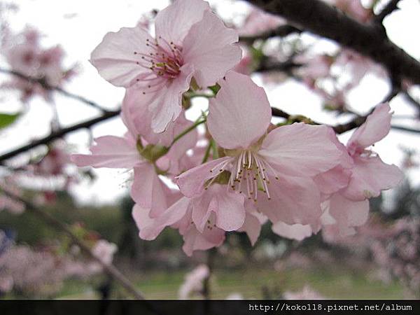 104.2.8 新竹公園-櫻花28.JPG