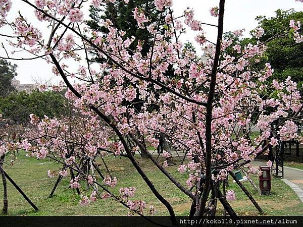 104.2.8 新竹公園-櫻花29.JPG