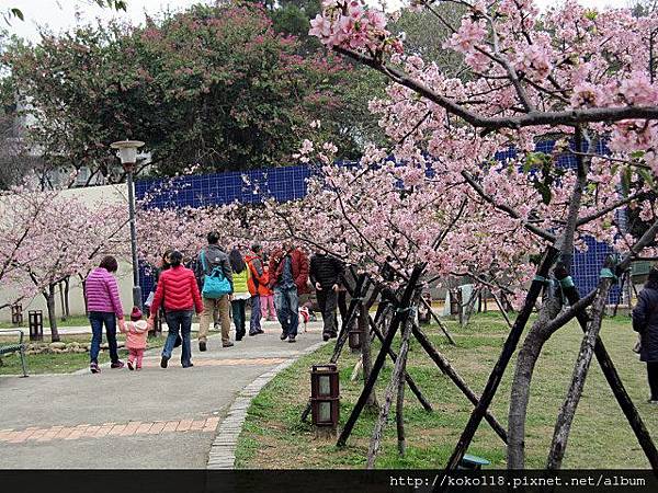 104.2.8 新竹公園-櫻花30.JPG