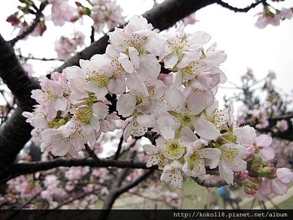 104.2.8 新竹公園-櫻花31.JPG