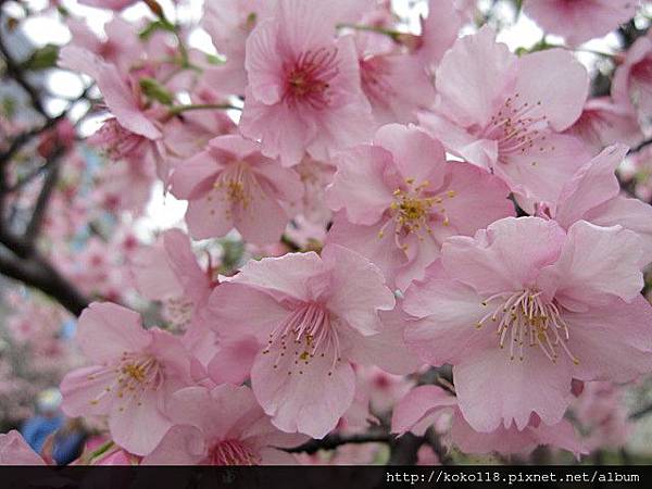 104.2.8 新竹公園-櫻花36.JPG