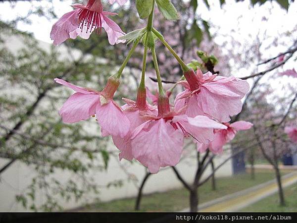 104.2.8 新竹公園-櫻花39.JPG