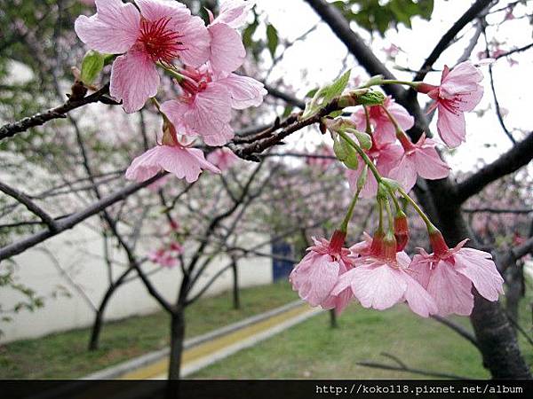 104.2.8 新竹公園-櫻花40.JPG