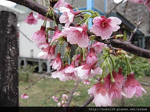 104.2.8 新竹公園-櫻花44.JPG