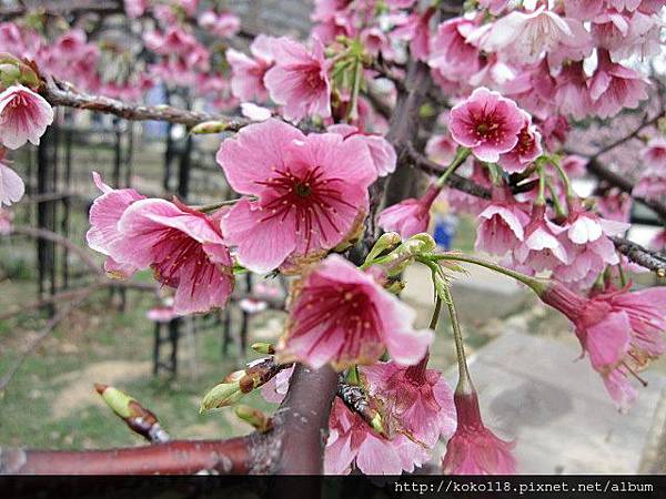 104.2.8 新竹公園-櫻花45.JPG