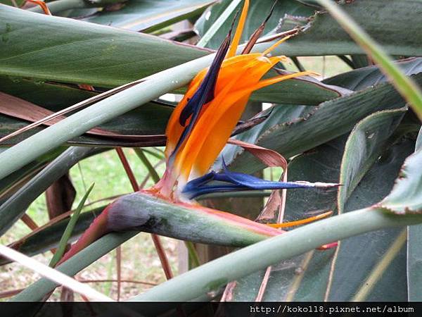 104.2.22 新竹動物園-天堂鳥.JPG