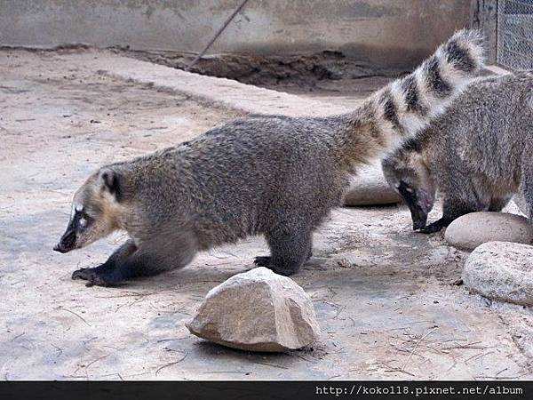 104.2.22 新竹動物園-長鼻浣熊.JPG