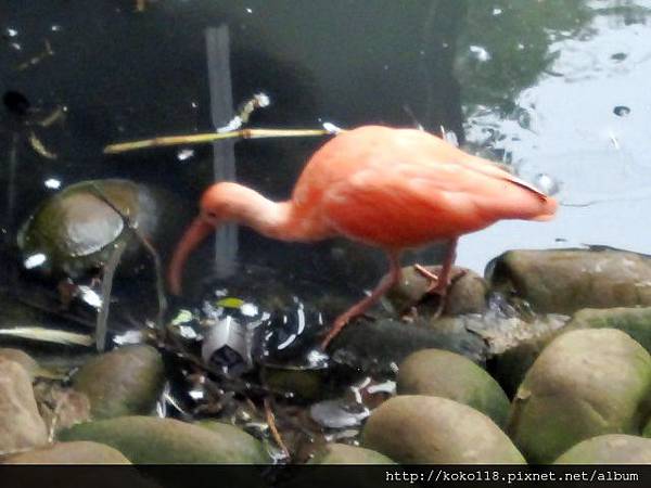 104.2.22 新竹動物園-紅(睘鳥).JPG