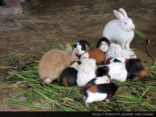 104.2.22 新竹動物園-家兔和天竺鼠1.JPG