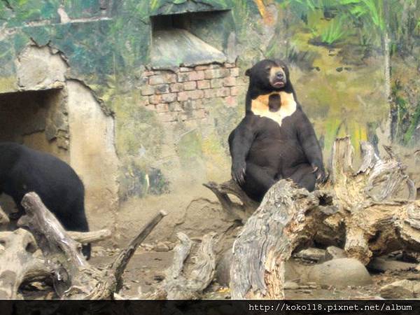 104.2.22 新竹動物園-馬來熊3.JPG