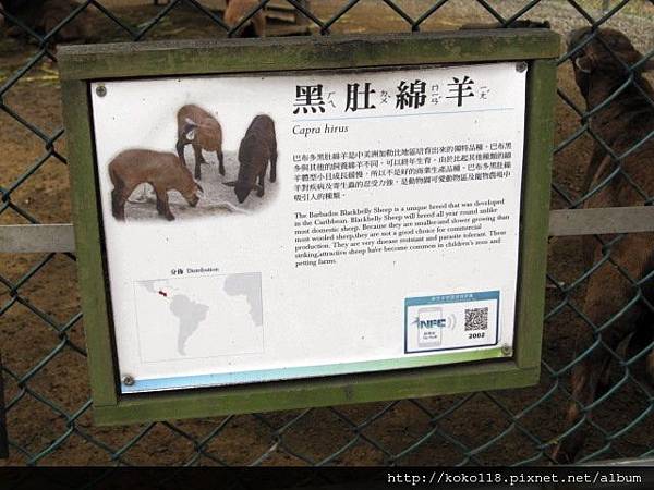 104.2.22 新竹動物園-黑肚綿羊2.JPG