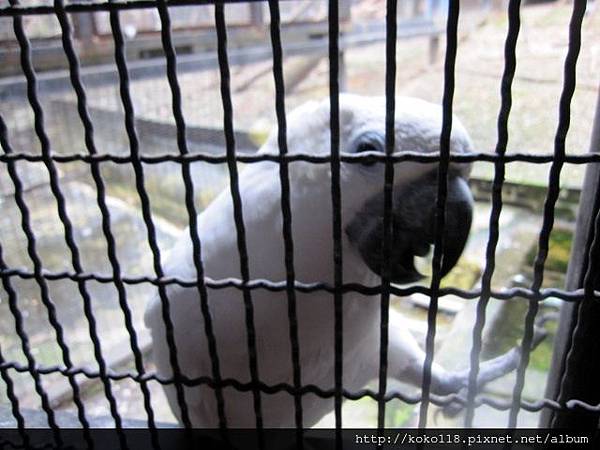 104.2.22 新竹動物園-葵花鳳頭大巴丹1.JPG