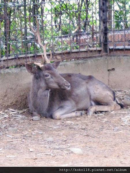 104.2.22 新竹動物園-黇鹿.JPG