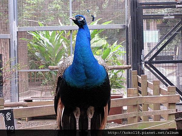 104.2.22 新竹動物園-藍孔雀.JPG